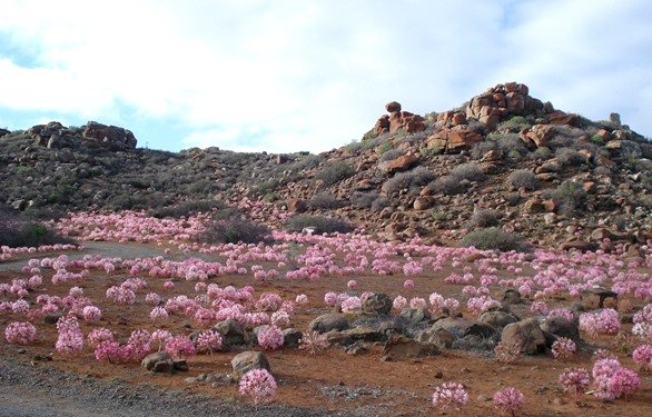 Brunsvigia bosmaniae by a western Karoo koppie